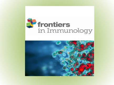 IL-6 Signaling Orchestrates Proteolytic Hubs MuRF1 and Atrogin-1 in NSCLC induced Sarcopenia